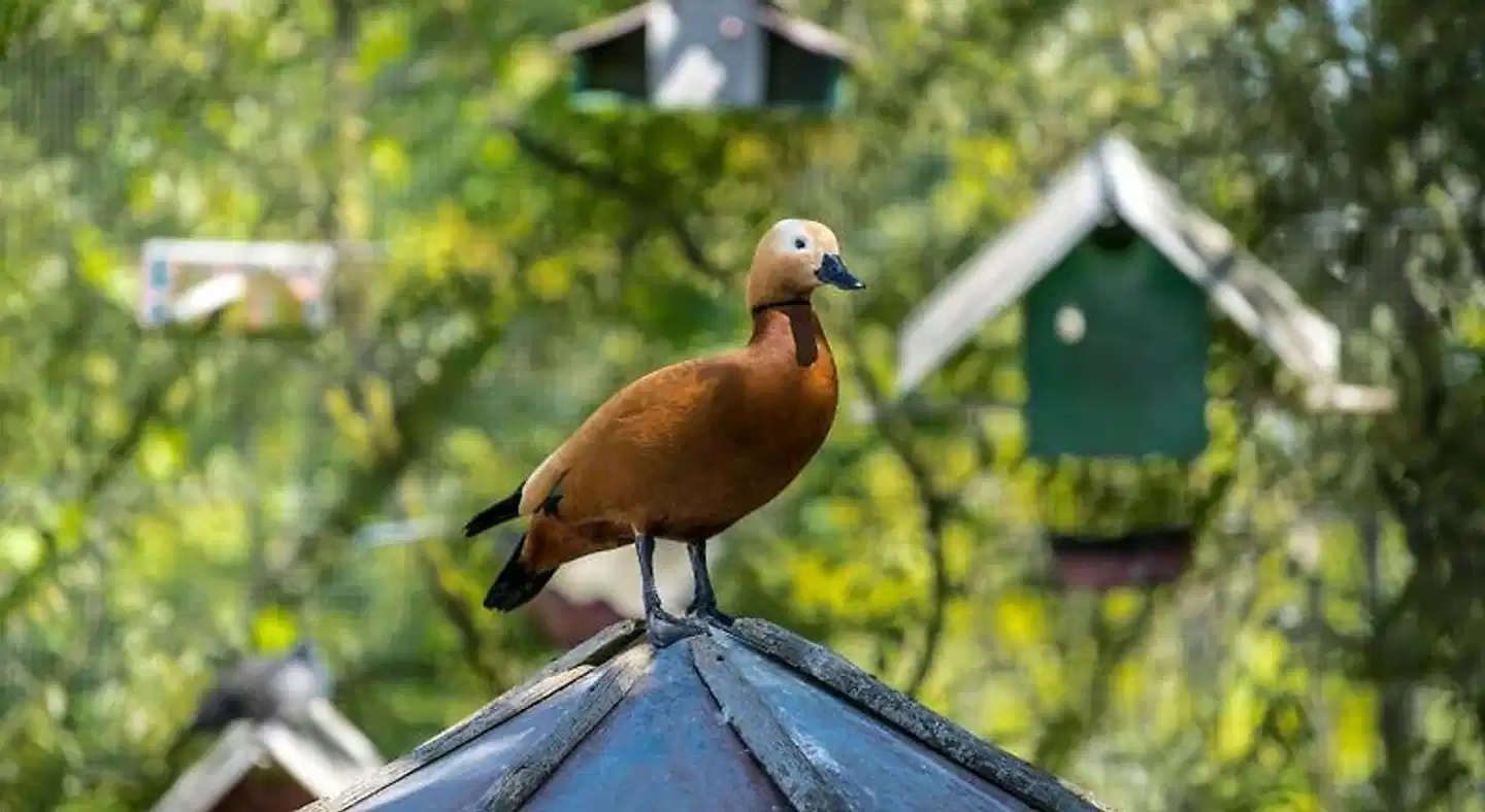 Casa da Costa Grande Tiere