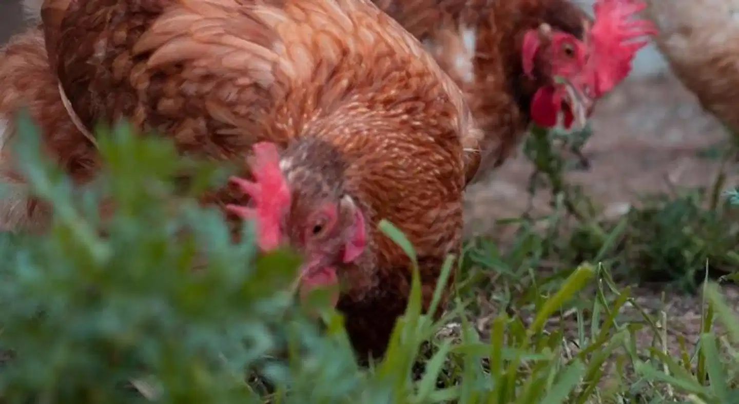 Finca Agroturismo Son Rosas Tiere