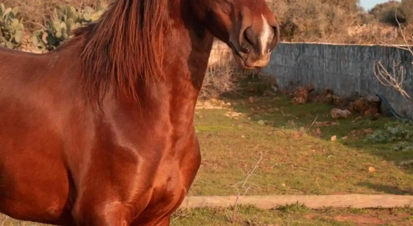 Finca Agroturismo Son Rosas Tiere