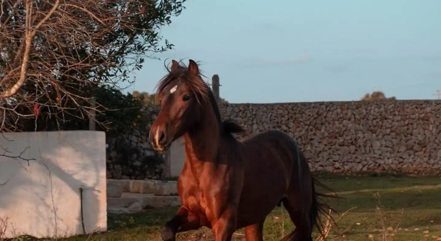 Finca Agroturismo Son Rosas Tiere