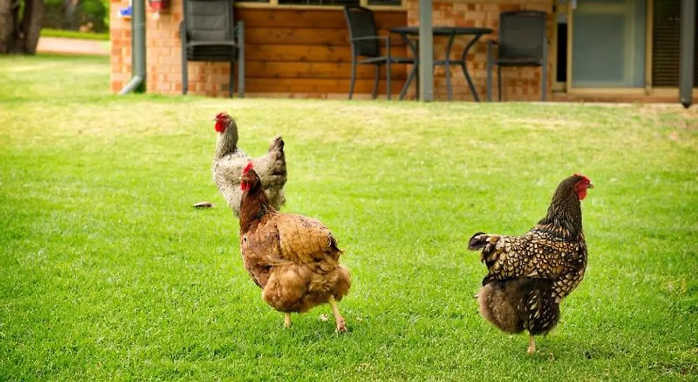 Peppermint Brook Cottages Tiere