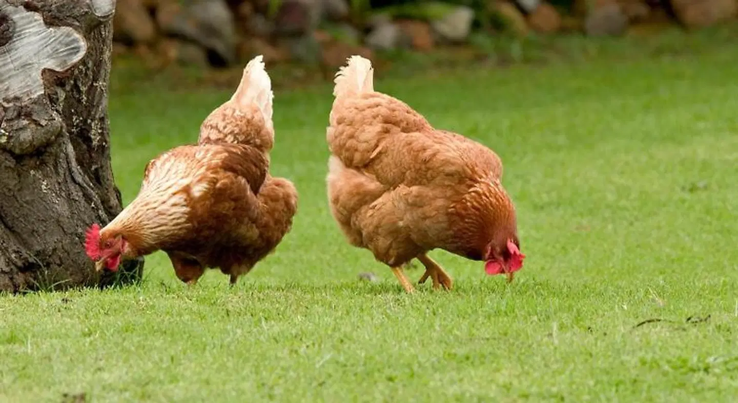 Peppermint Brook Cottages Tiere