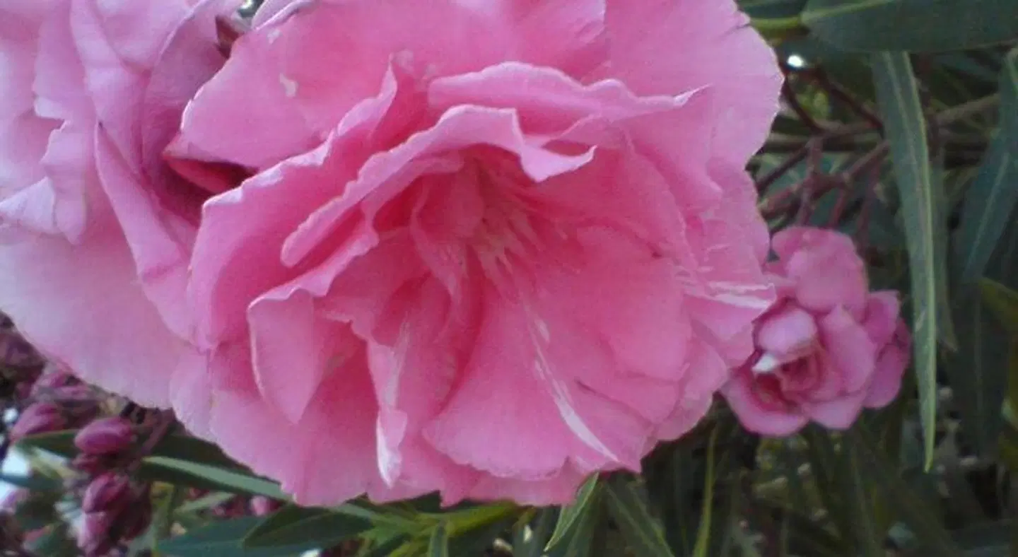 Villa Xenia LANDSCAPE