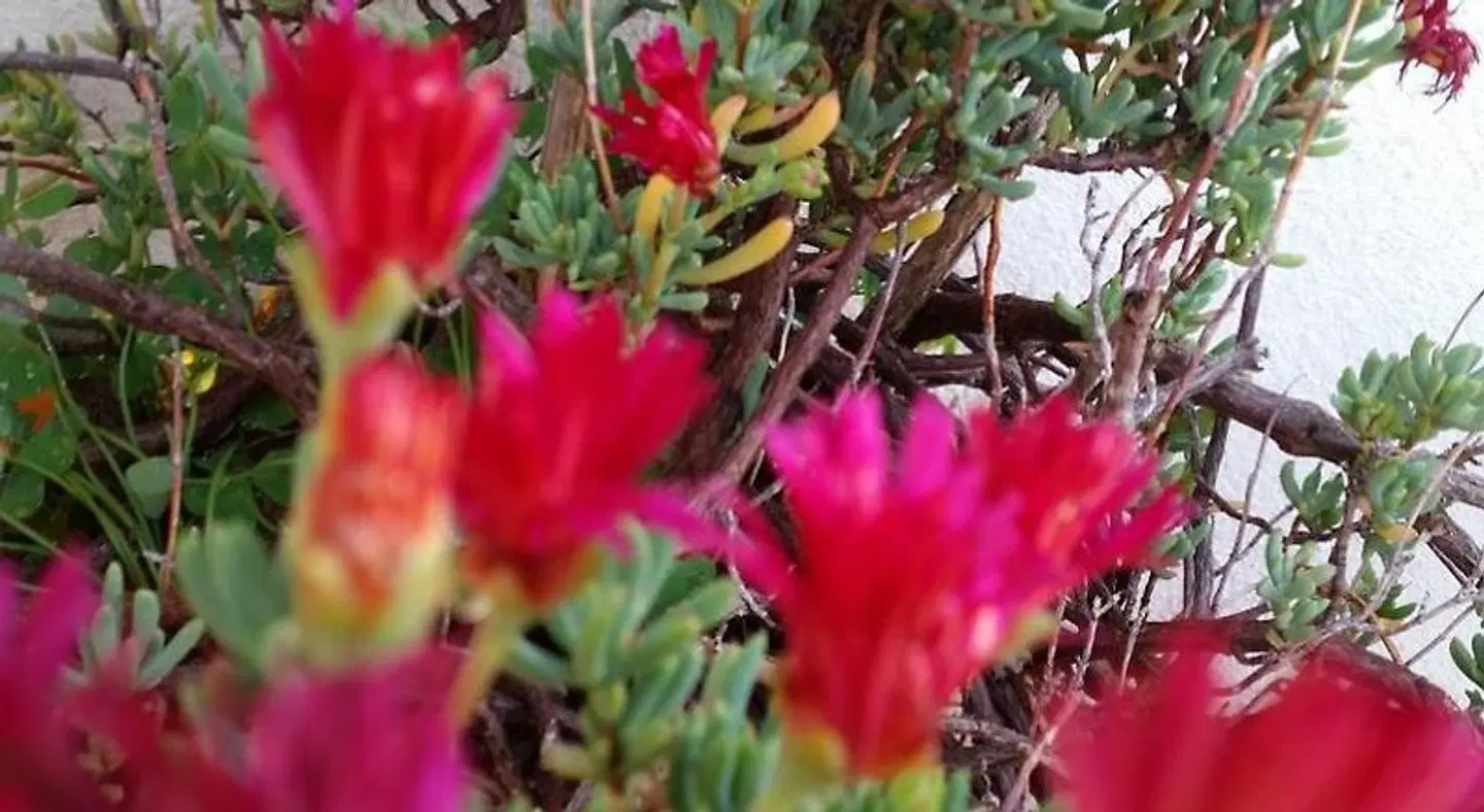 Villa Xenia LANDSCAPE