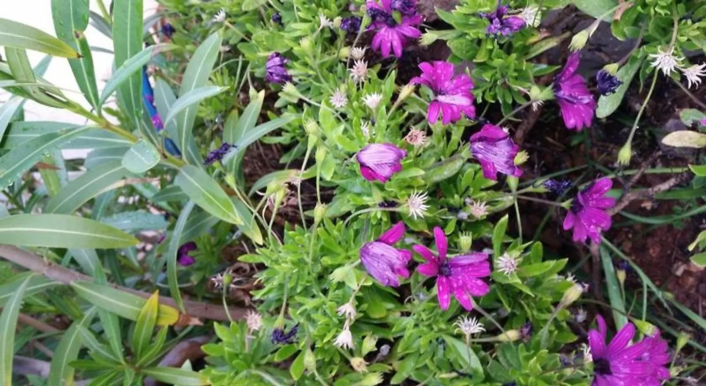 Villa Xenia LANDSCAPE