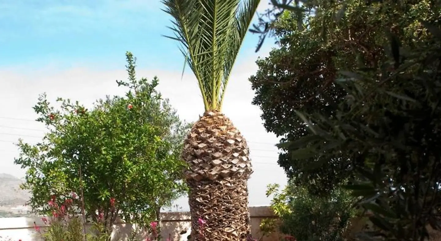 Villa Xenia Terrasse