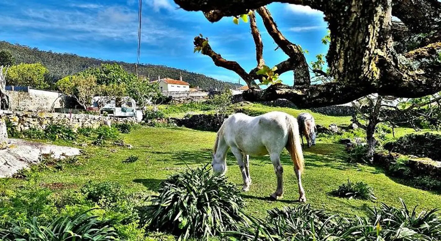 Albergue Casa do Sardao Tiere