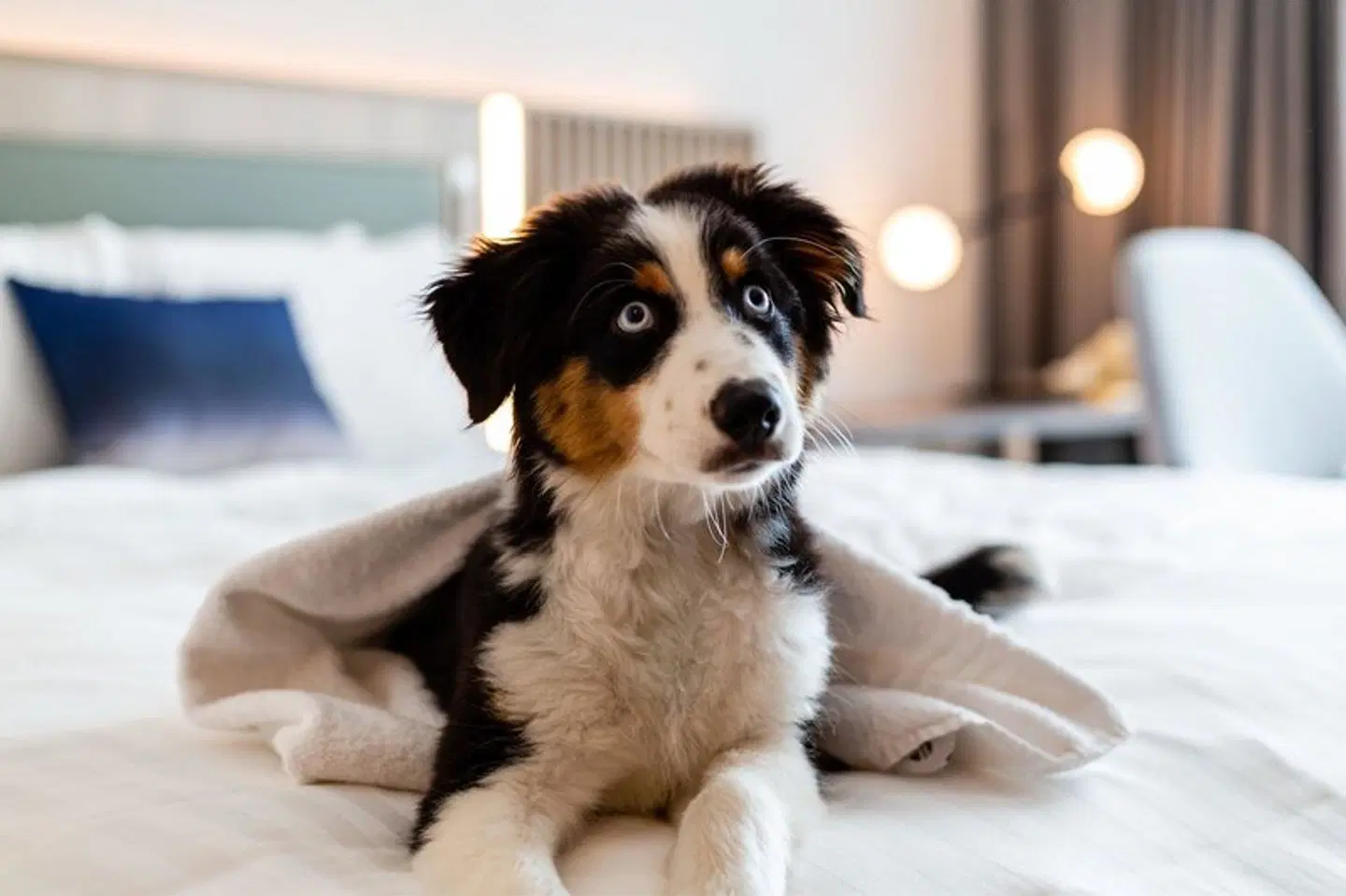 Courtyard by Marriott Berlin City Center Tiere