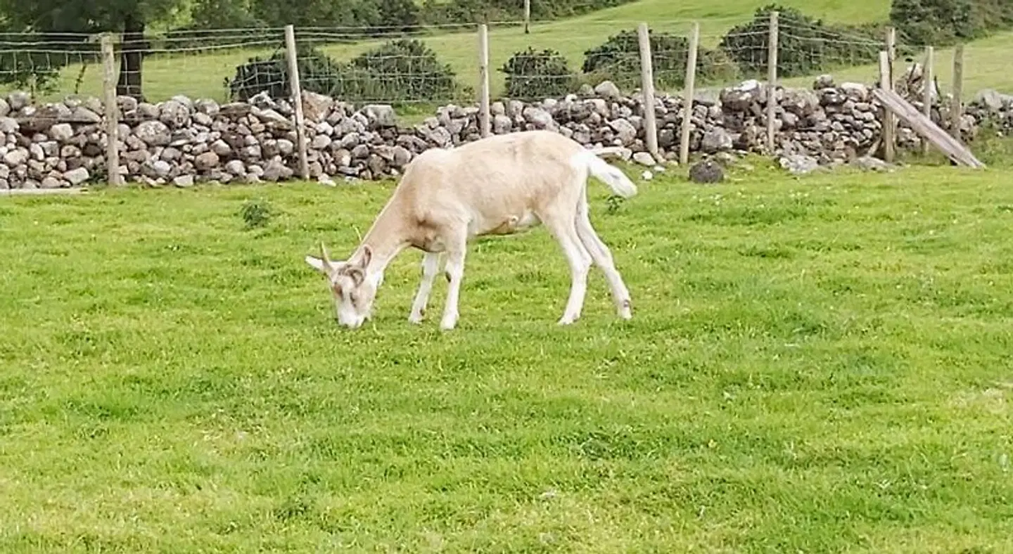 Valley Lodge Tiere