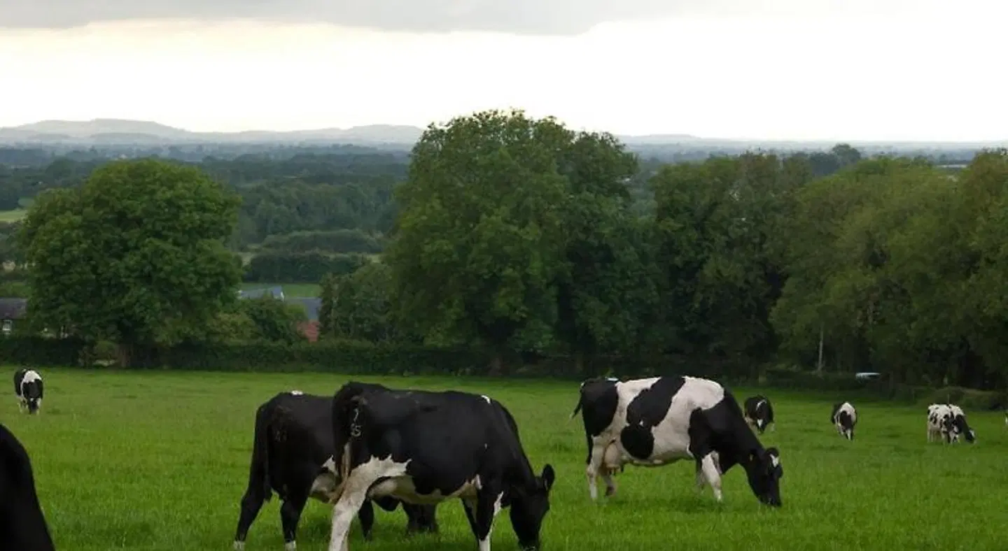 Ballindrum Farm B&B Tiere