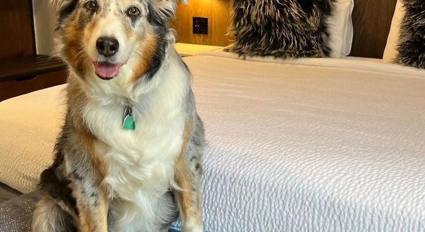 Lighthouse Oceanfront Resort Tiere