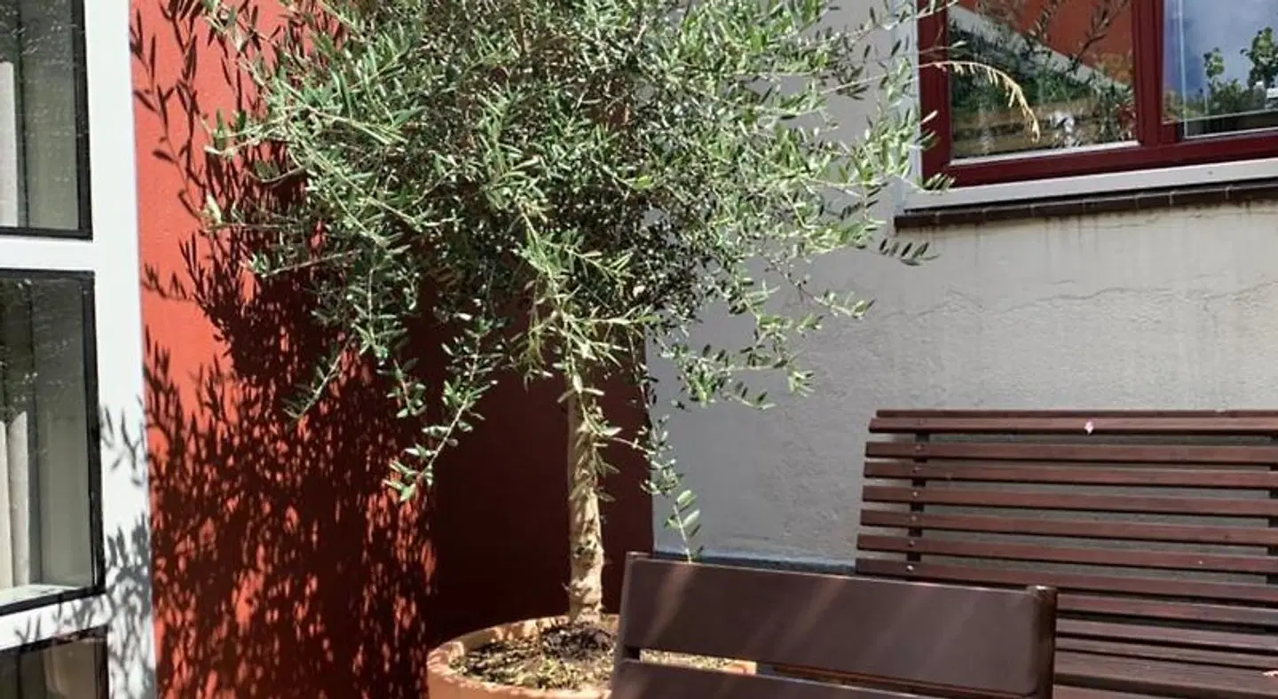 B&B Zocher6 I Terrasse