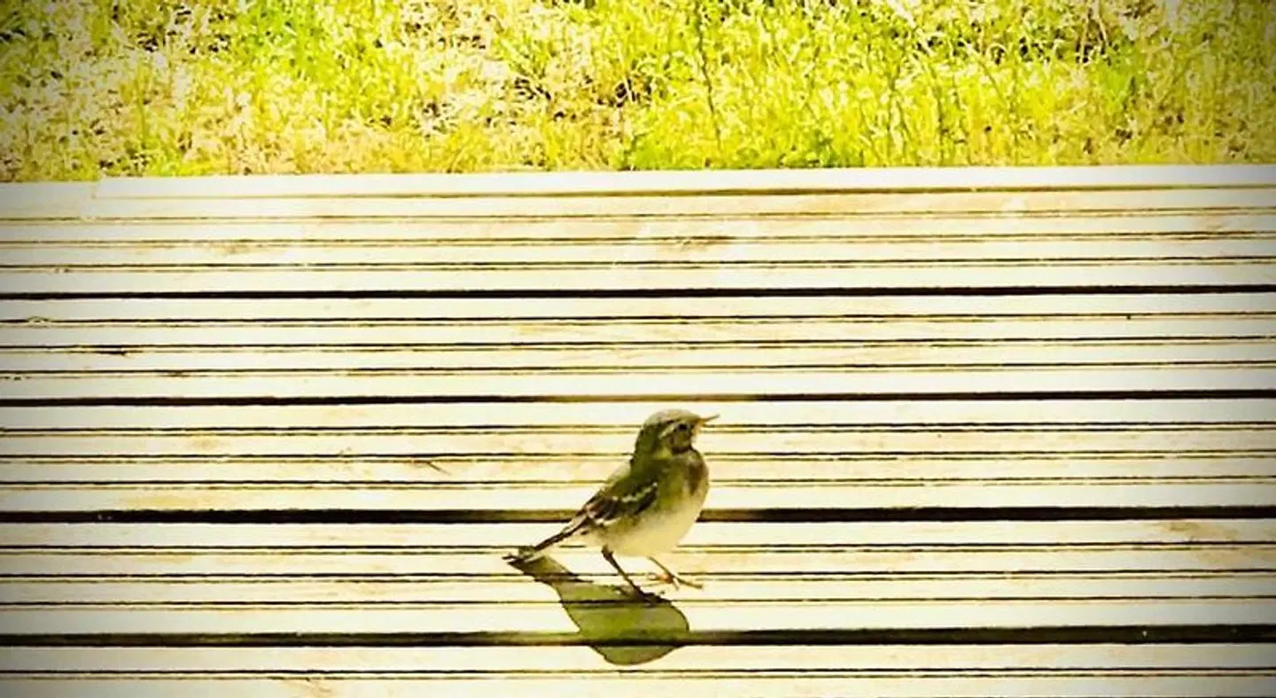 Puise Nina Guest House Tiere