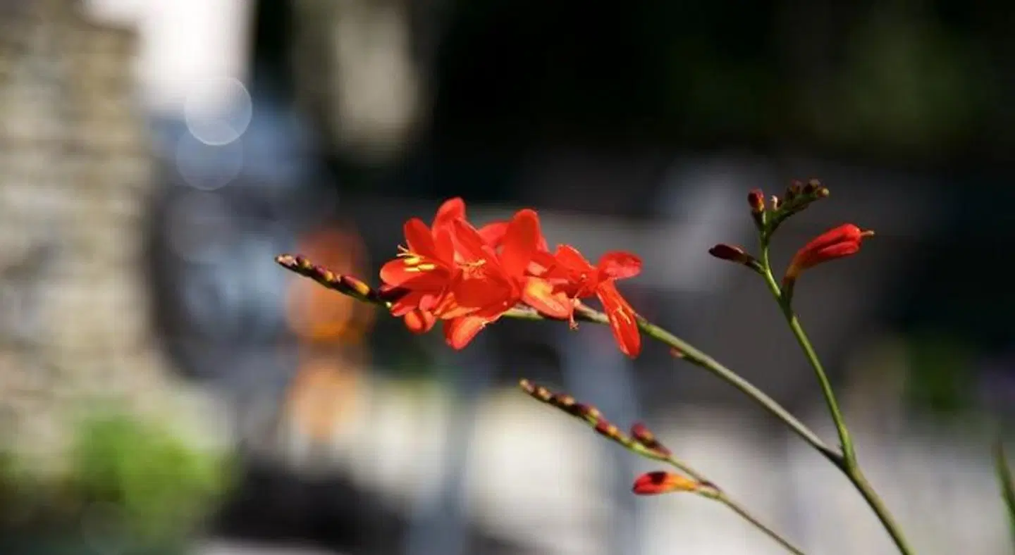 Woodview House Bed and Breakfast LANDSCAPE