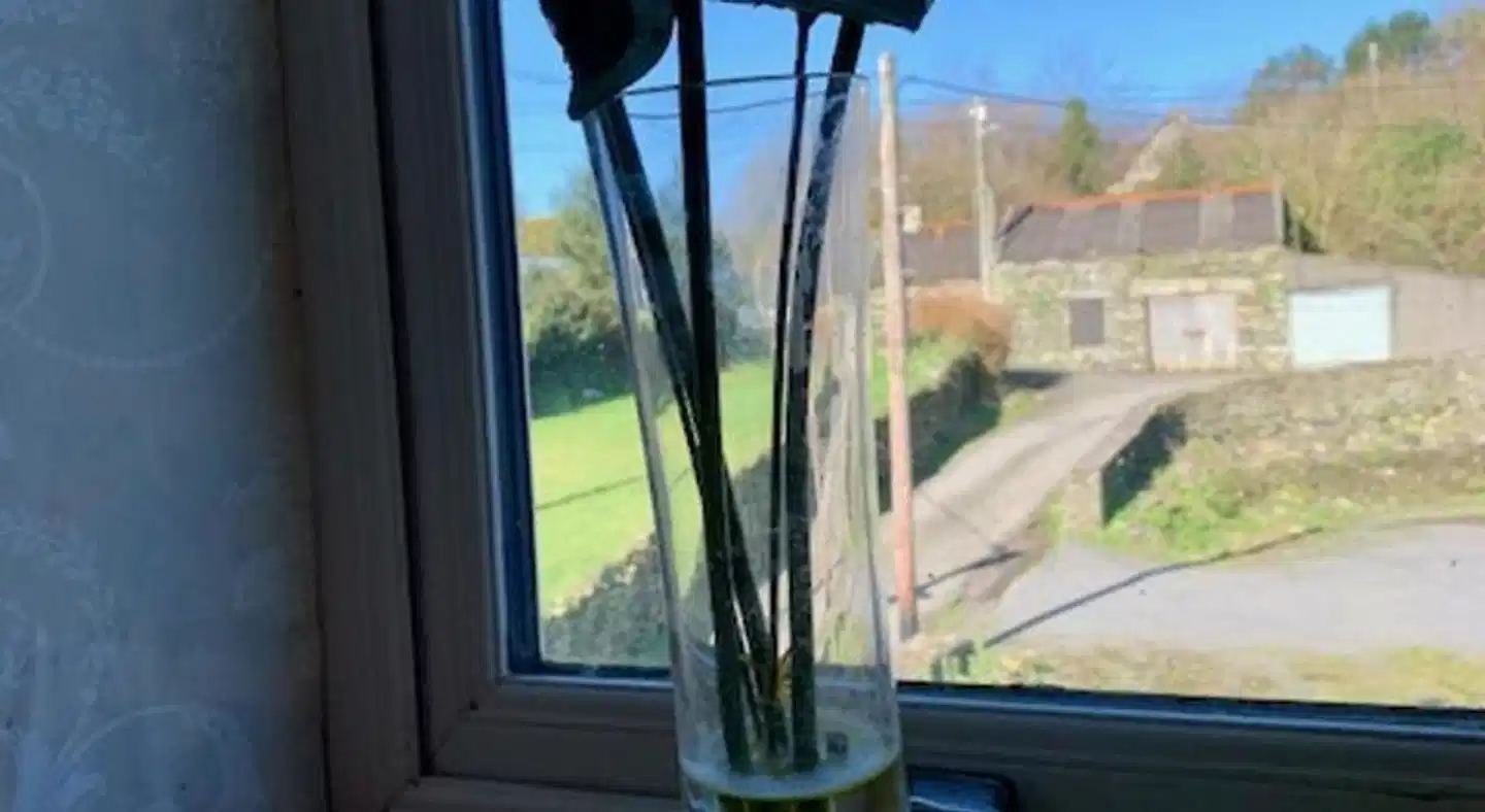 The Old Medical Hall Terrasse