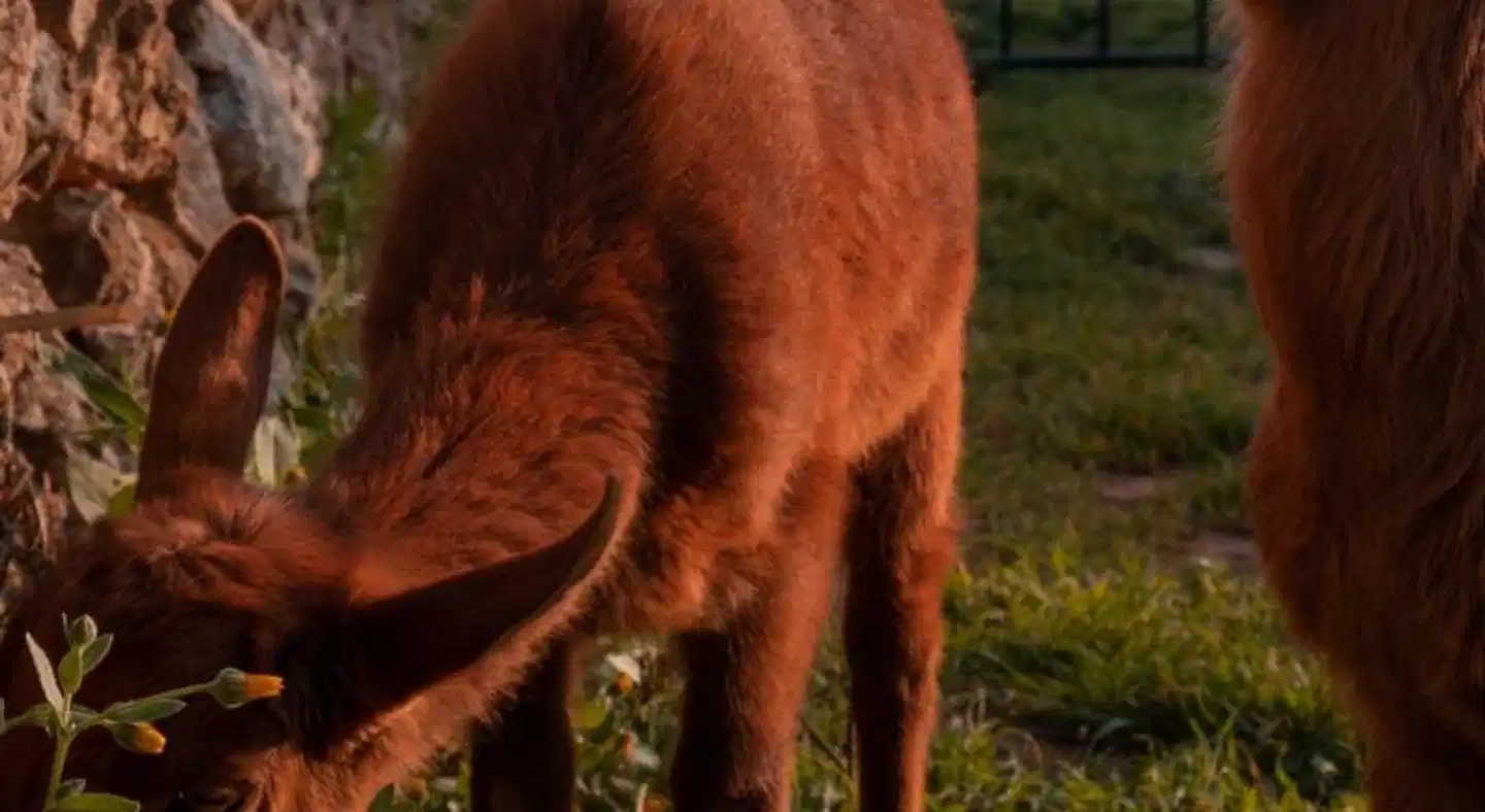 Finca Agroturismo Son Rosas Tiere
