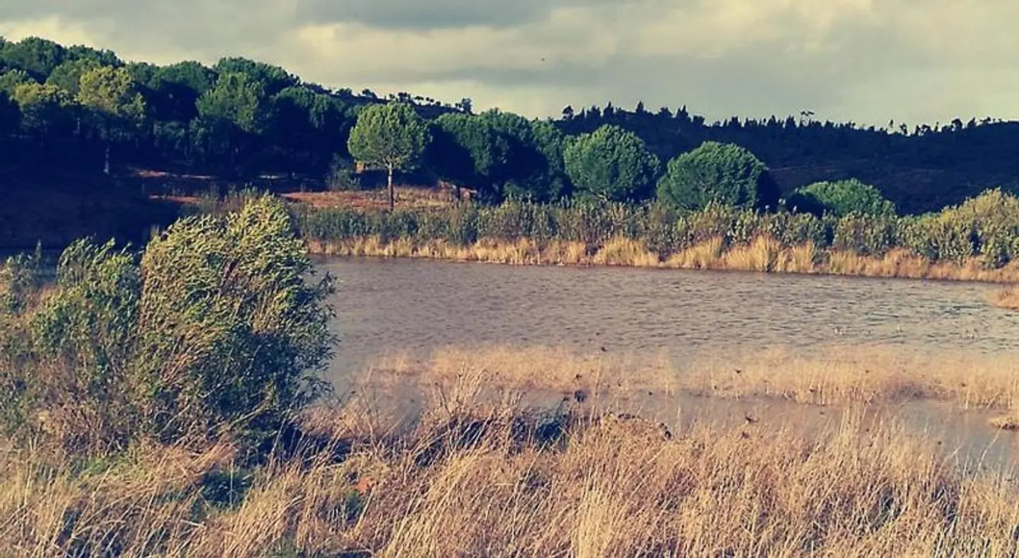 Herdade Do Rio Torto LANDSCAPE
