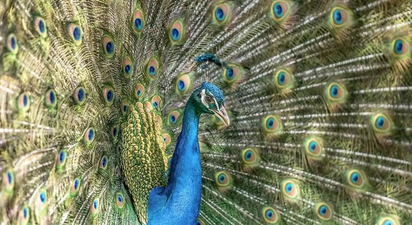 Hazlewood Castle Tiere