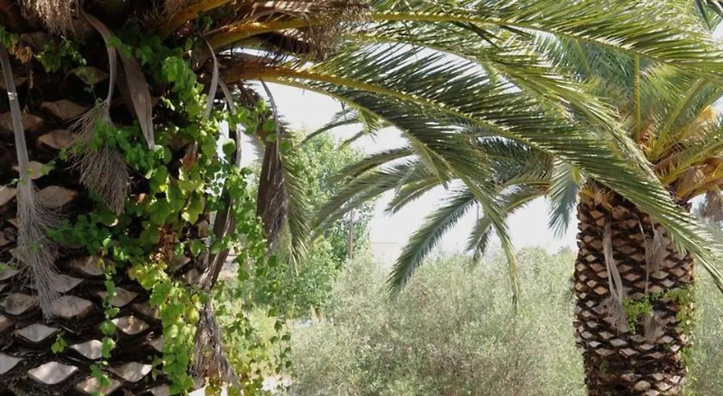 Captains Studios & Apartments LANDSCAPE