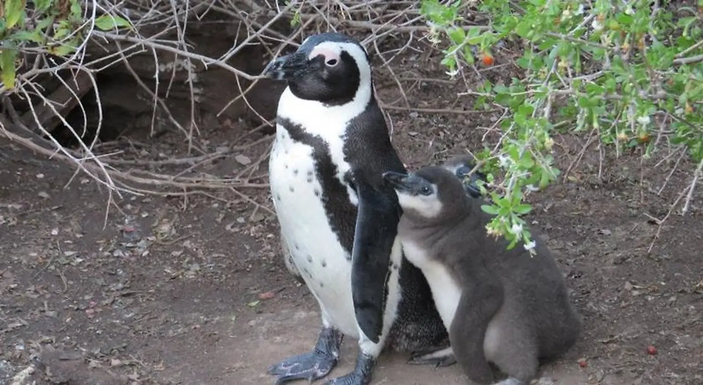 Penguins View Guesthouse Tiere