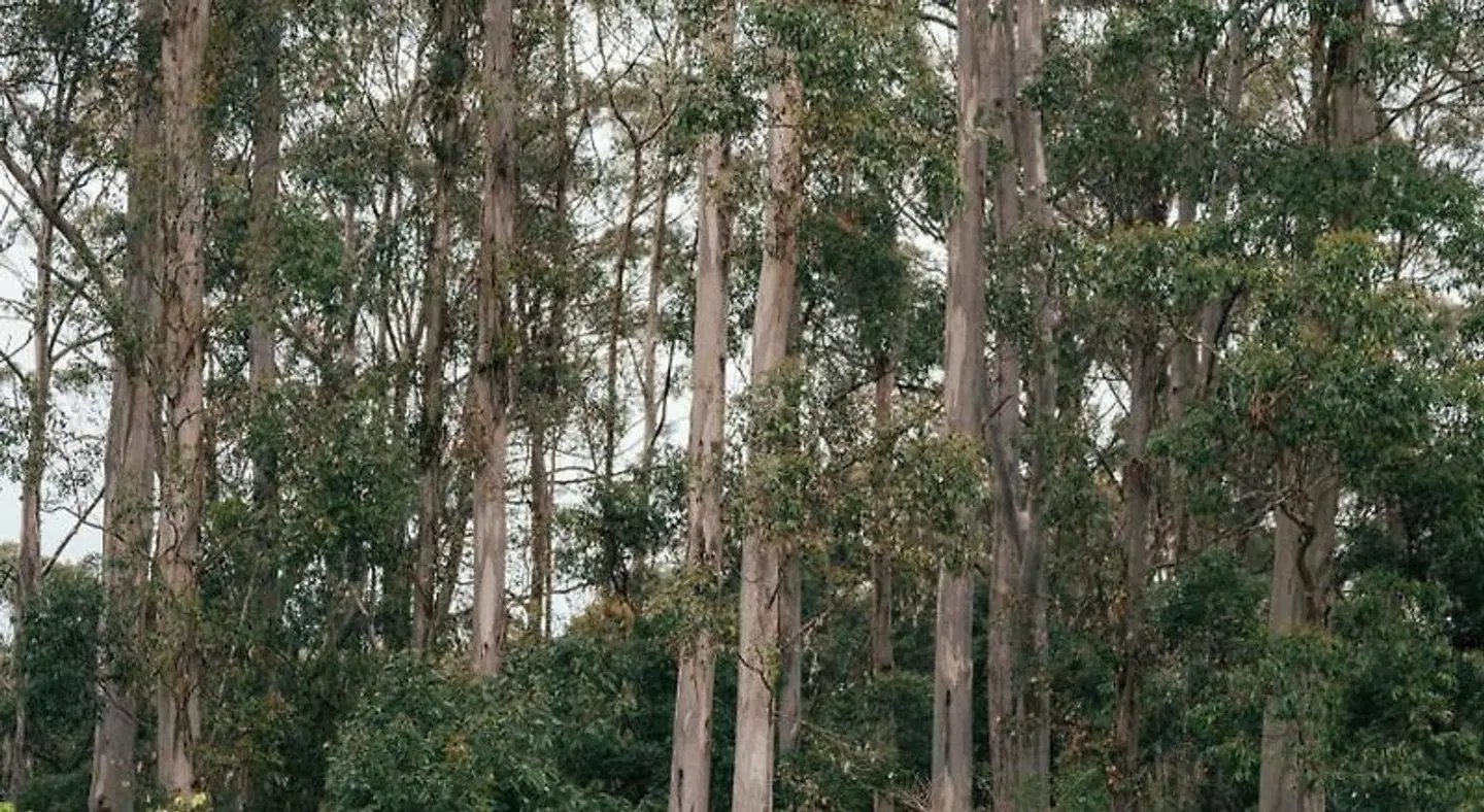 The Floating Forest Retreat LANDSCAPE