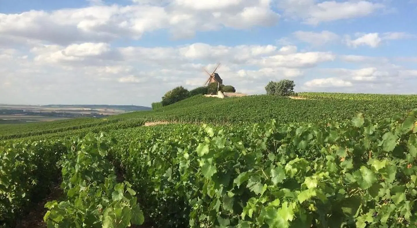 Les Suites Champenoises LANDSCAPE