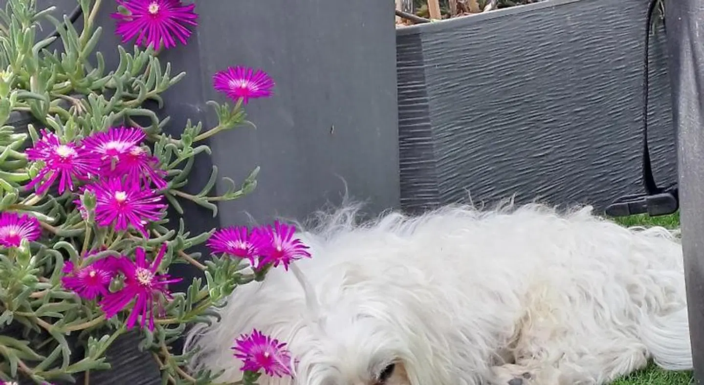 Le Petit Patio Tiere