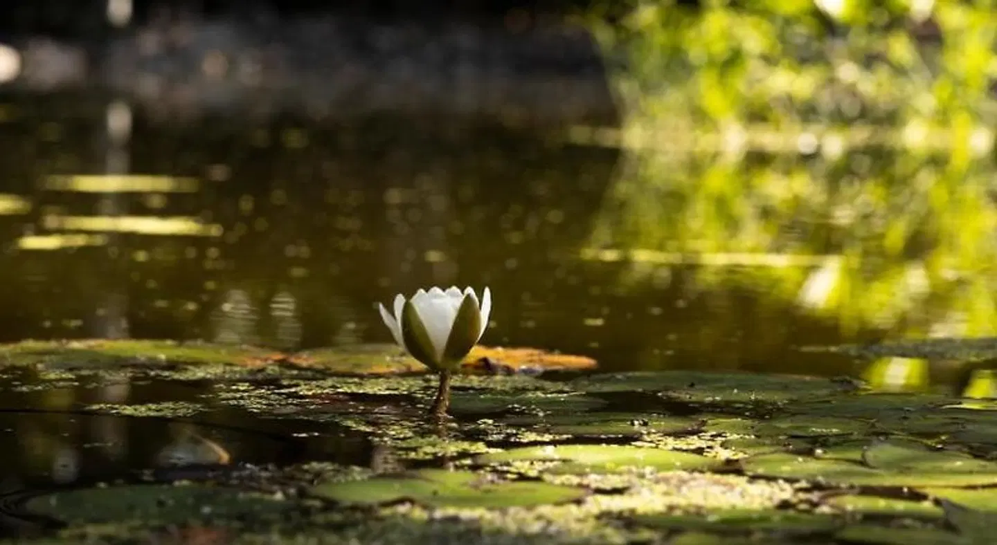 Finca Vivaldi Hotel Nature & Spa HEALTH_BEAUTY