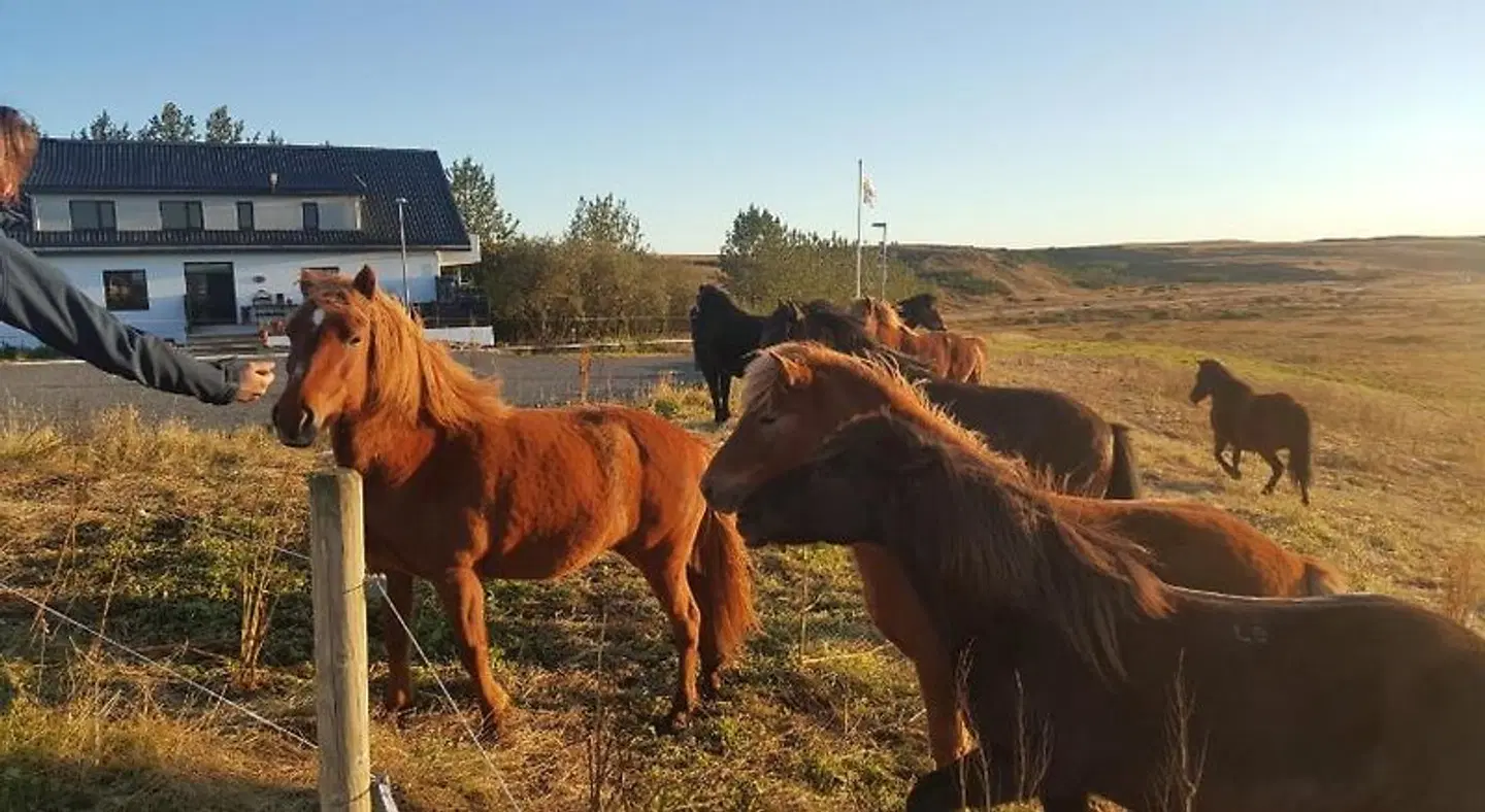 Guesthouse Bitra B&B Tiere