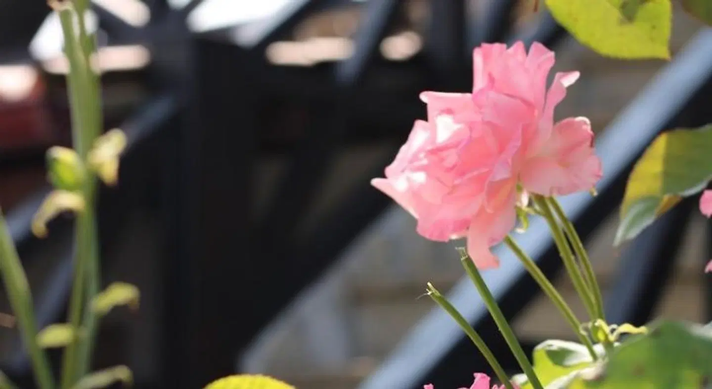 Casa da Aldeia da Avo LANDSCAPE