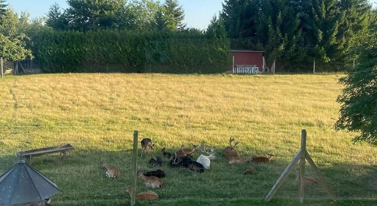 Schwartze Tiere