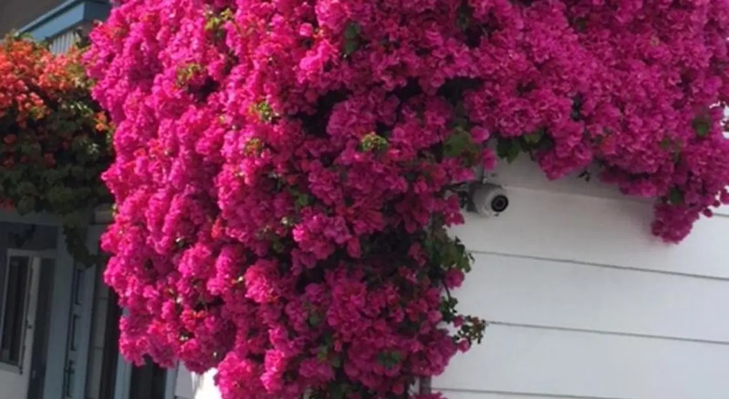The Arbor Inn Monterey EXTERIOR