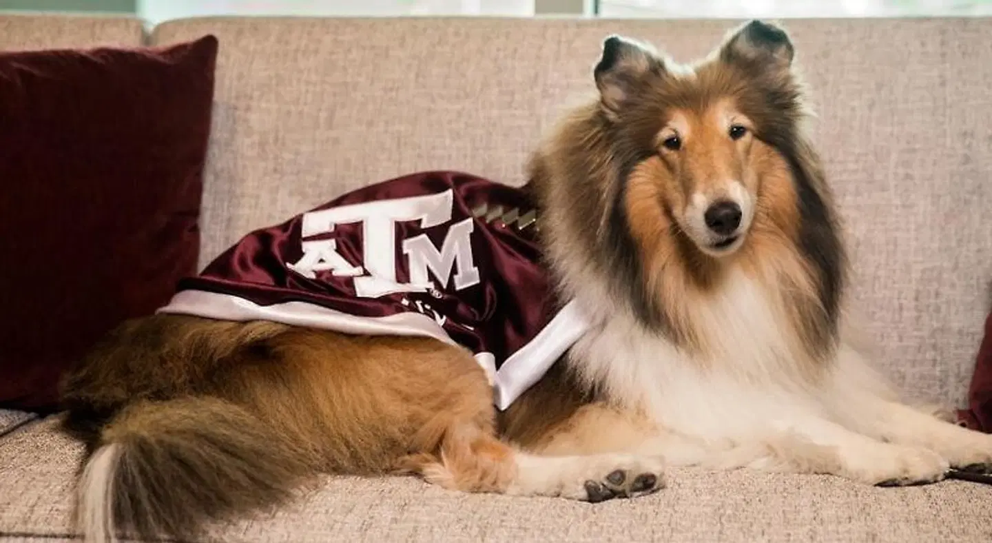 Texas A&M Hotel and Conference Center Tiere