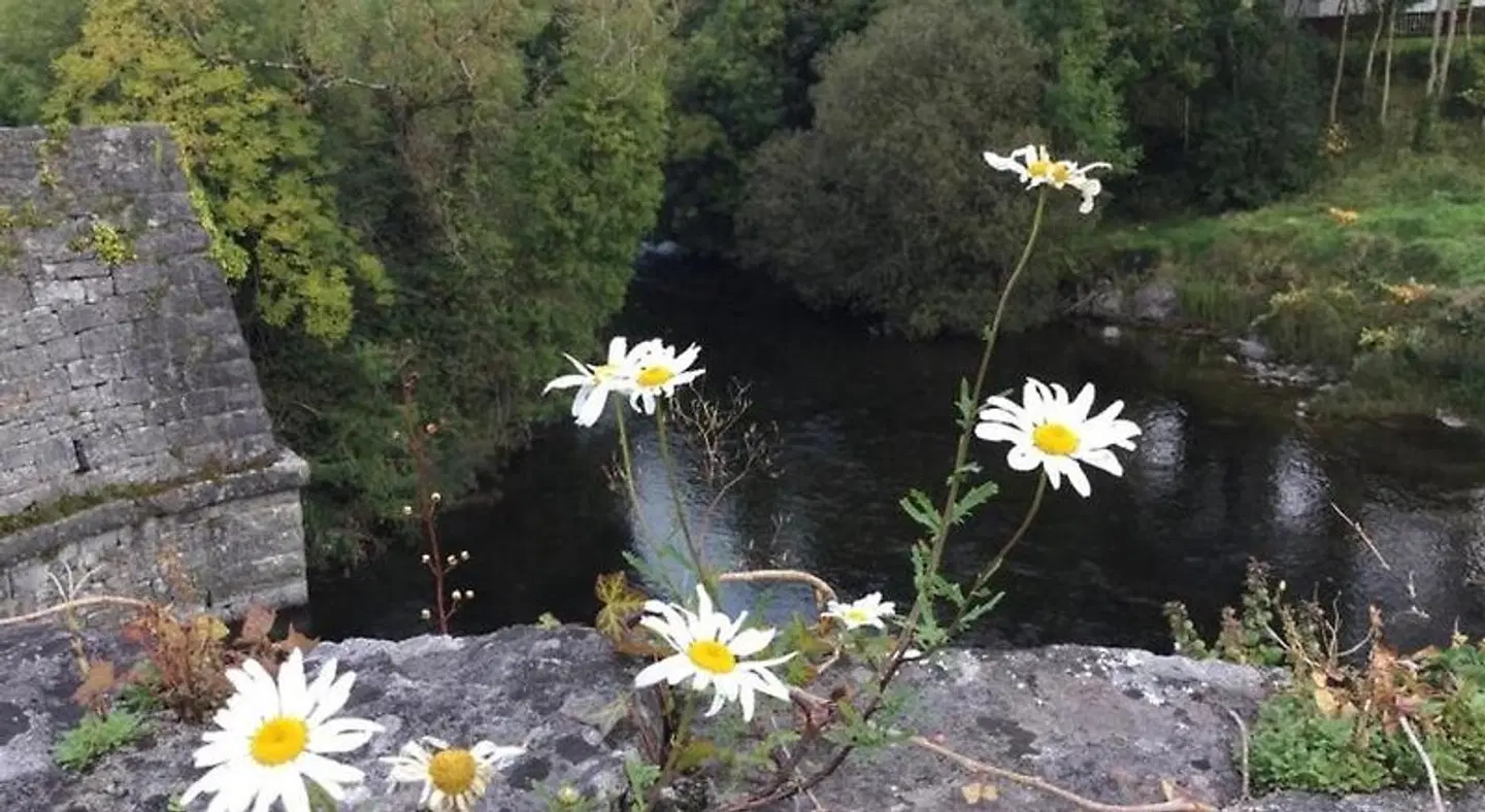 Ryan's River Lodge LANDSCAPE