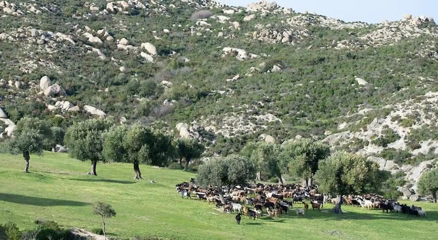 Villa Tsitreli Garten