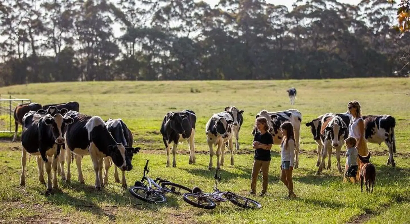Redgate Forest Retreat Tiere