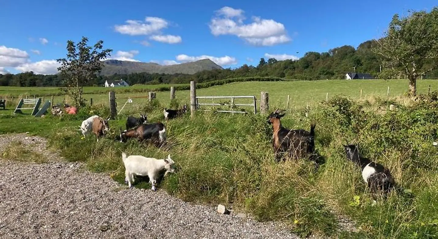 Highland Croft Tiere