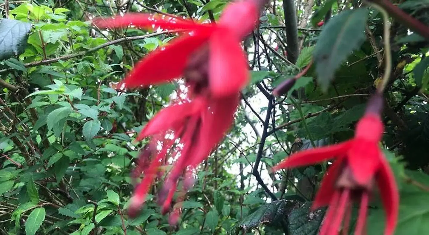 Niblick SPORTS_AND_LEISURE