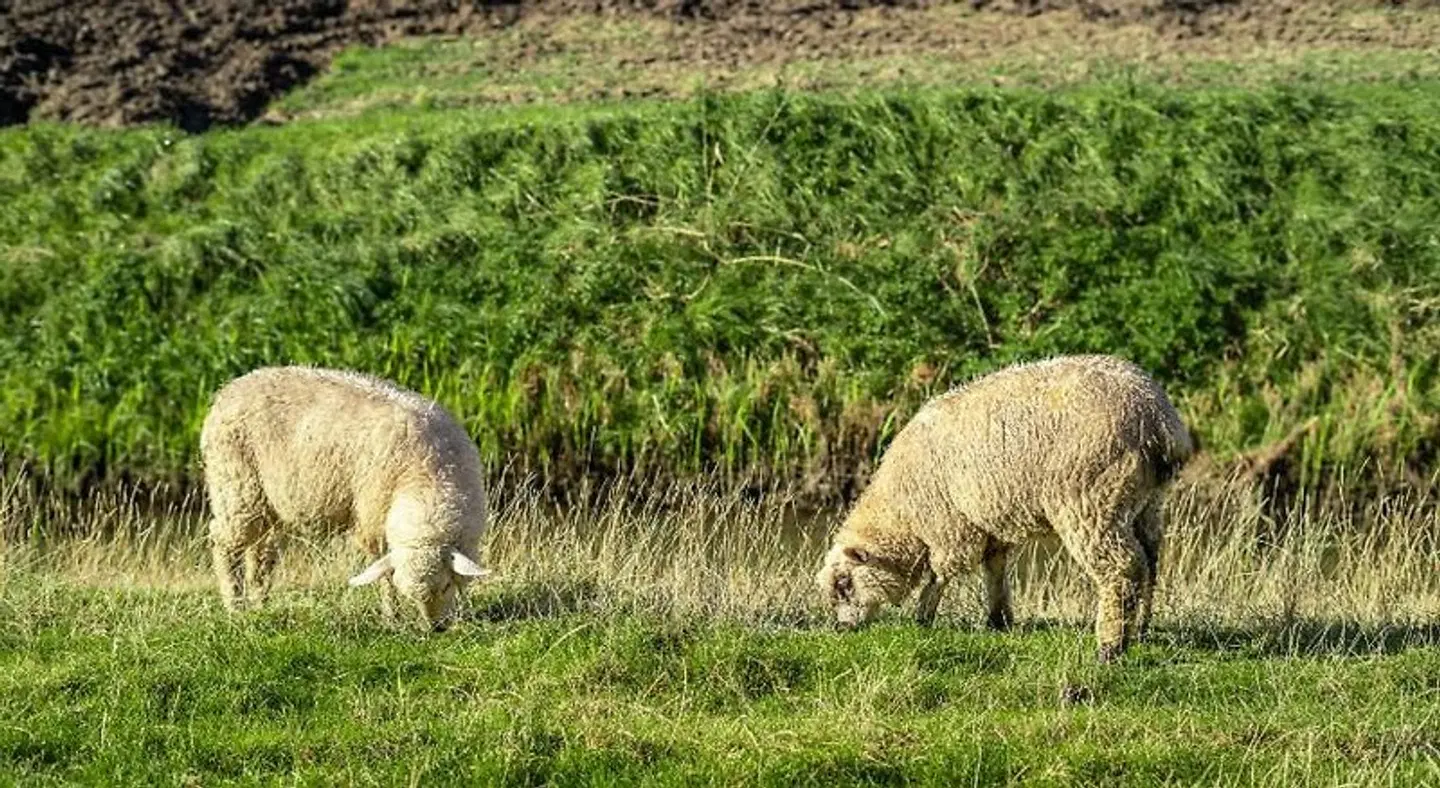 Gasthaus Lammkontor Tiere