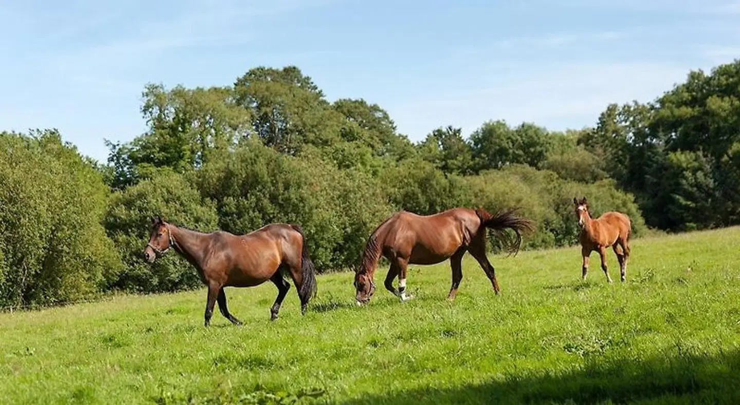 Coolcormack Stud B&B Tiere