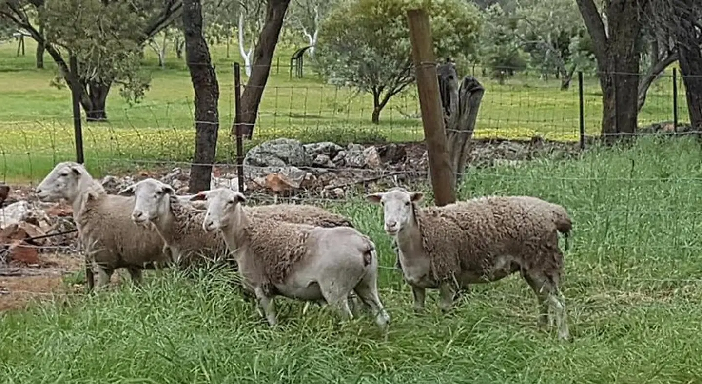 Pecan Hill BNB Tiere