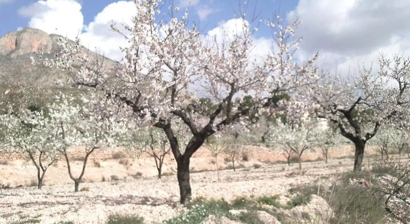 B&B Los Zuecos LANDSCAPE