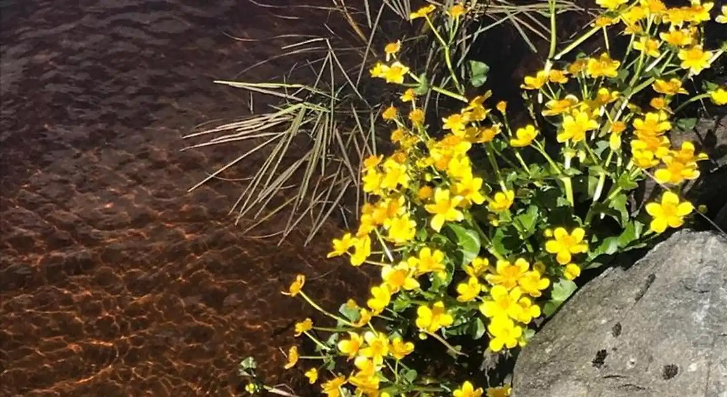 B & B Flattinge Fritidshus Landschaft