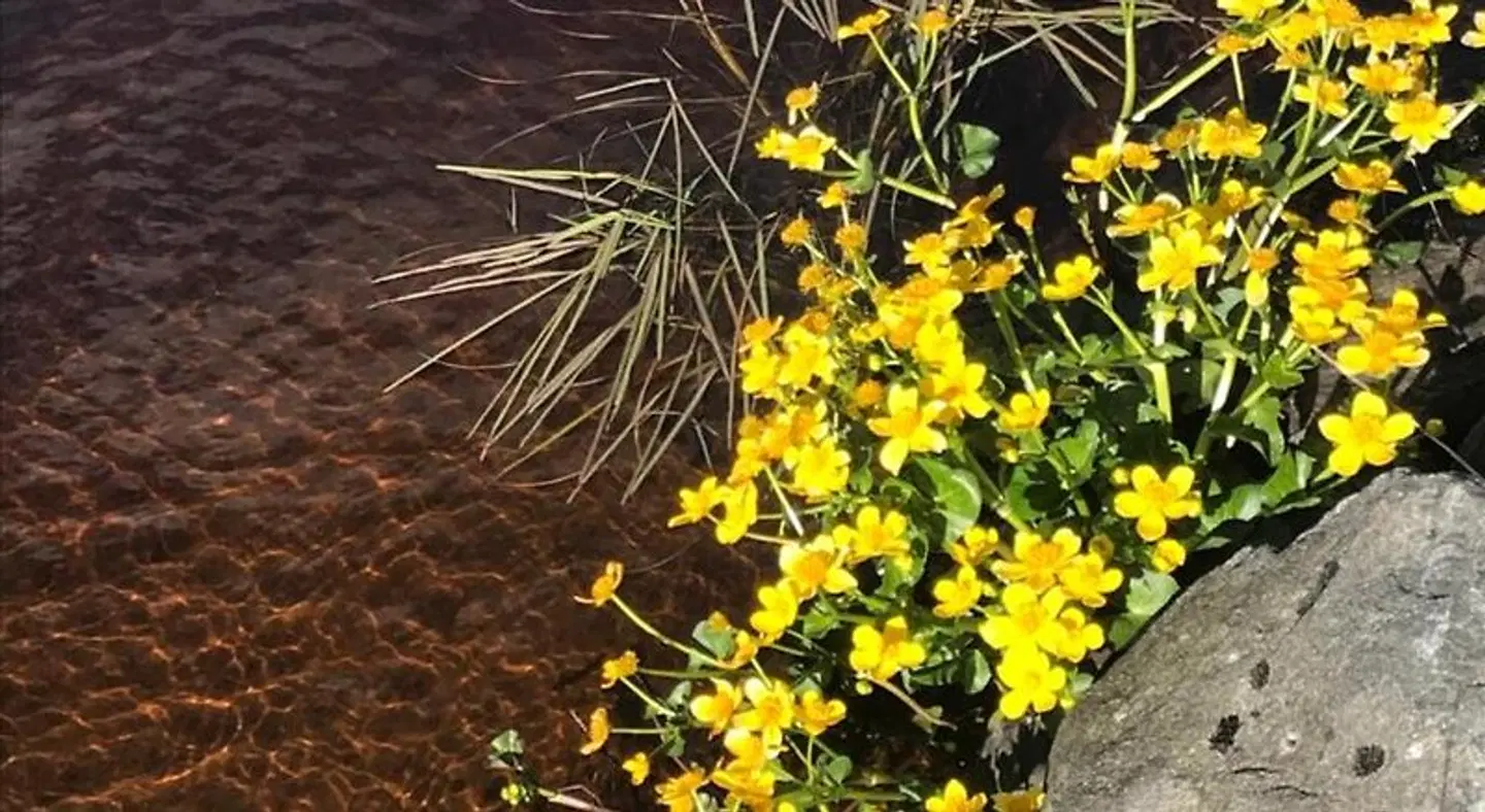 B & B Flattinge Fritidshus Landschaft