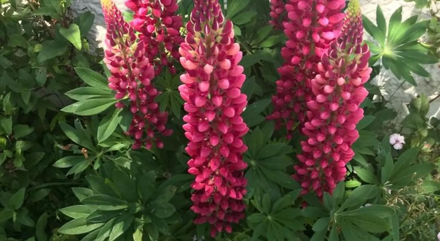 The Artist Residence Dublin Garten