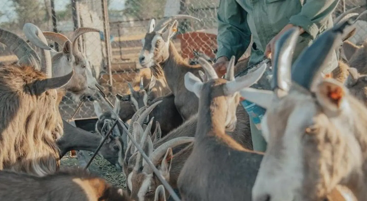Africa Awaits Lodge Tiere