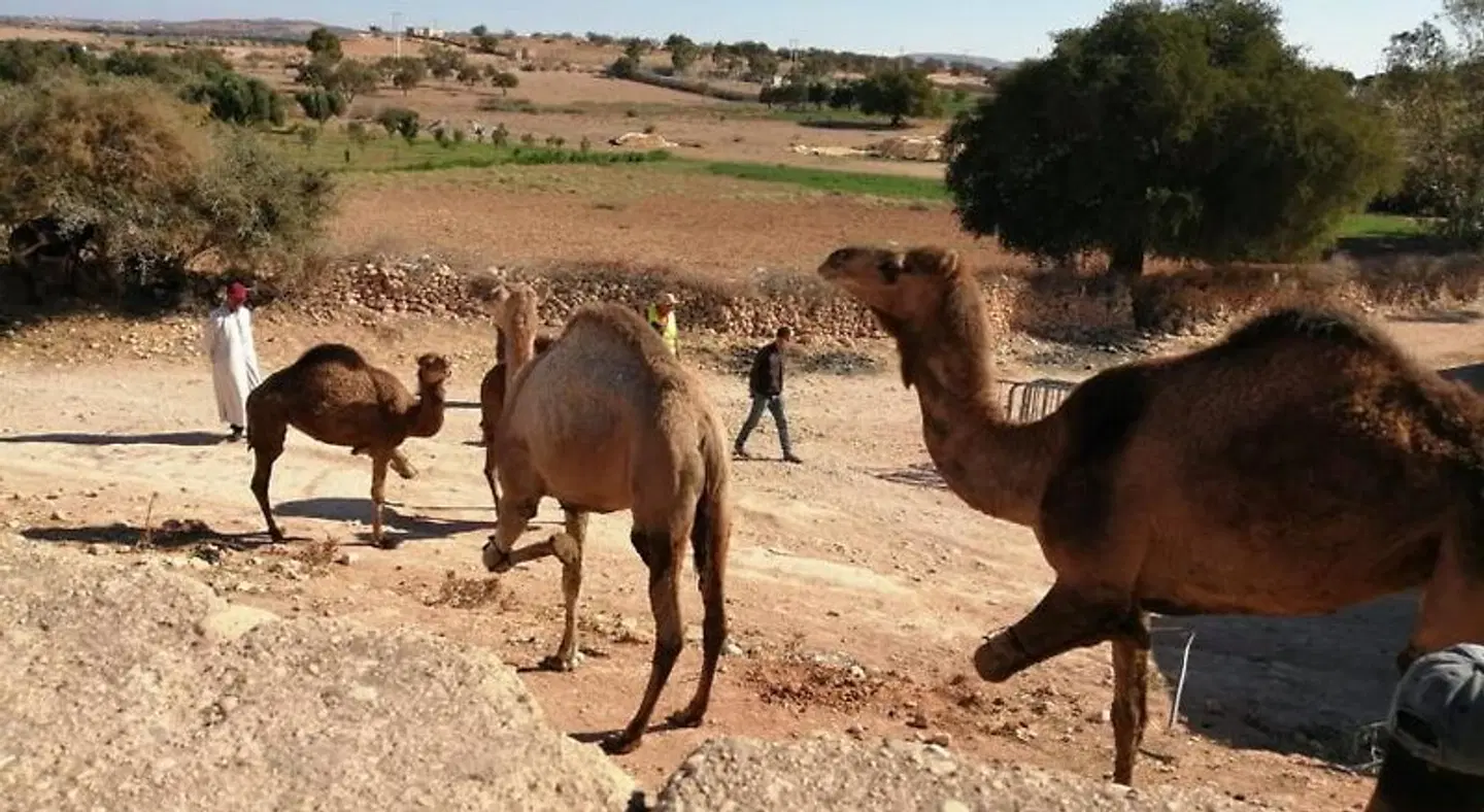 Gîte Kasbah La palmeraie Tiere
