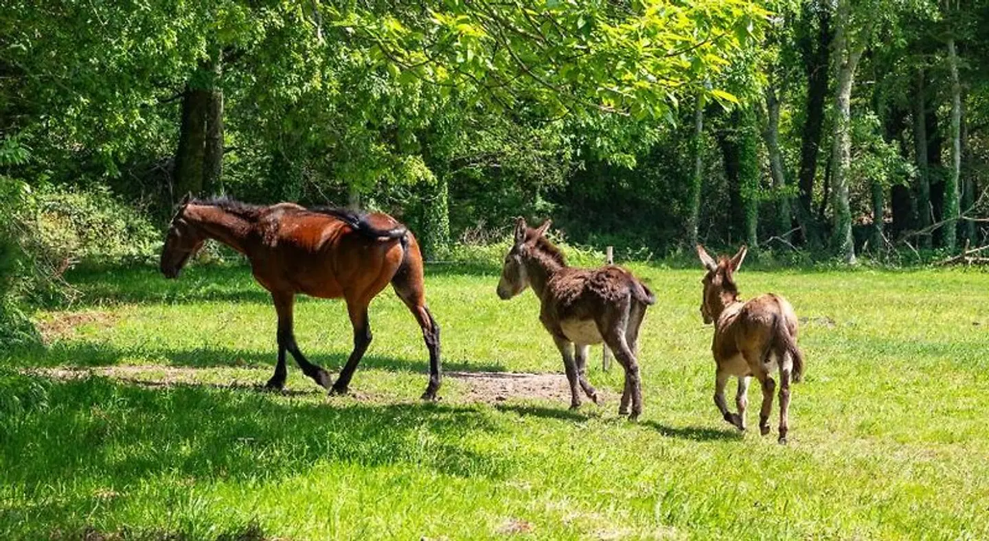 Manoir Du Stang Tiere