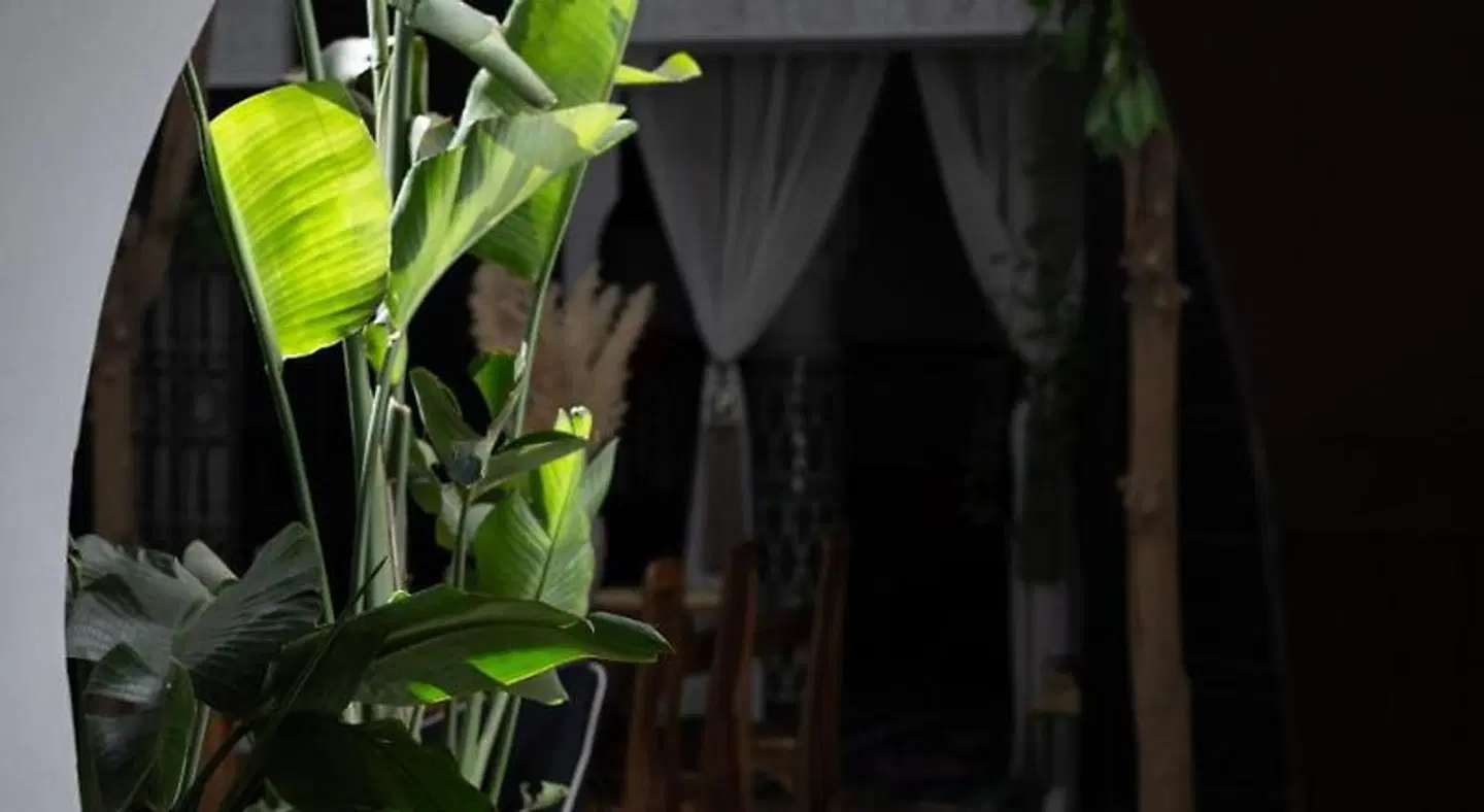 Riad Ajmal Garten