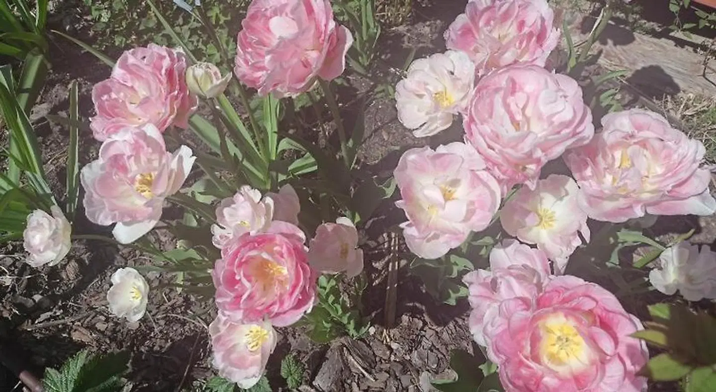 Oaza D'bek LANDSCAPE